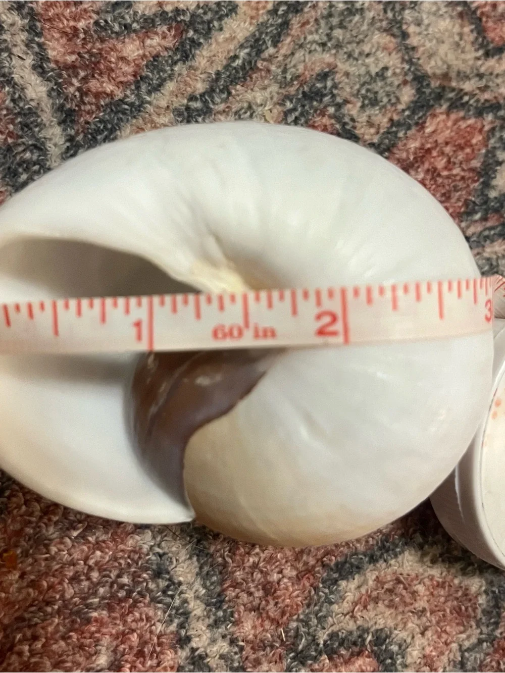 Set of 3 large Natural Spiral hermit crab Seashells - Warm Brown & Cream Tones